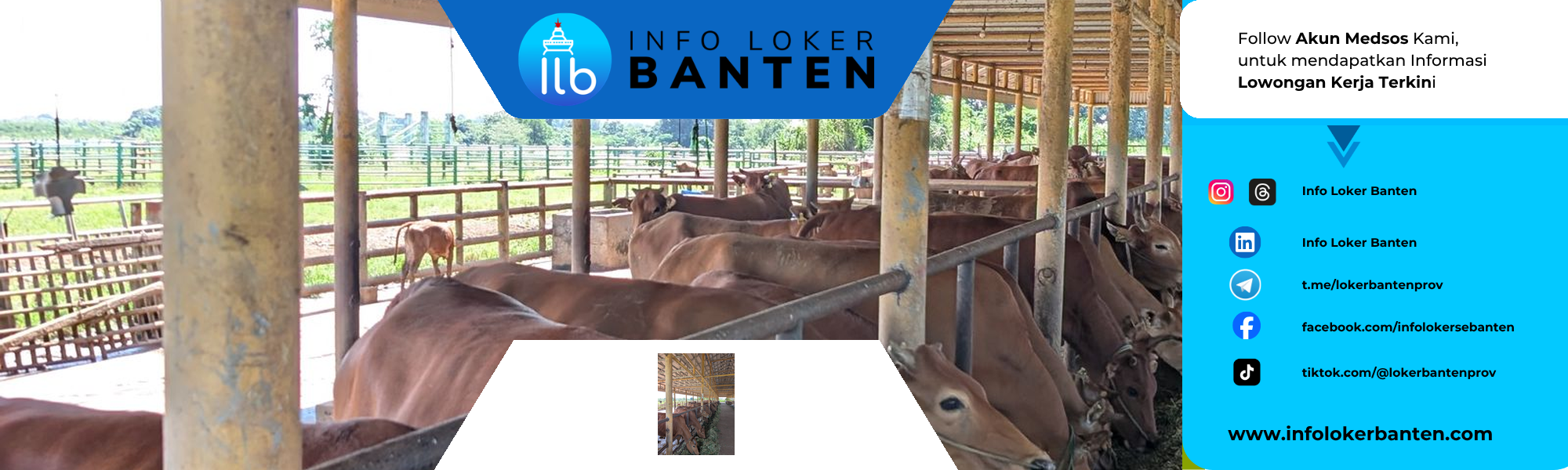 Lowongan Kerja Paramedik Veteriner PT Lembu Jantan Perkasa Serang