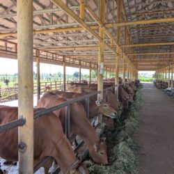 Paramedik Veteriner PT Lembu Jantan Perkasa Serang