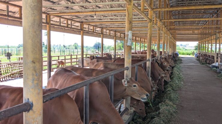 Paramedik Veteriner PT Lembu Jantan Perkasa Serang
