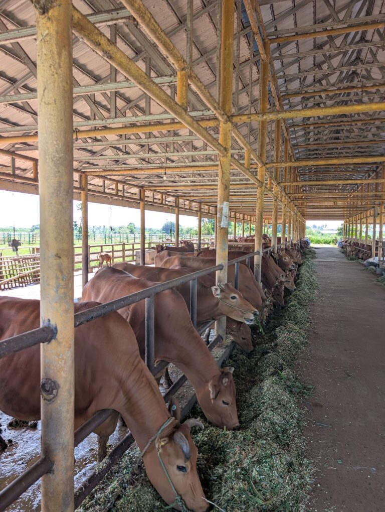 Lowongan Kerja Paramedik Veteriner PT Lembu Jantan Perkasa Serang 2026